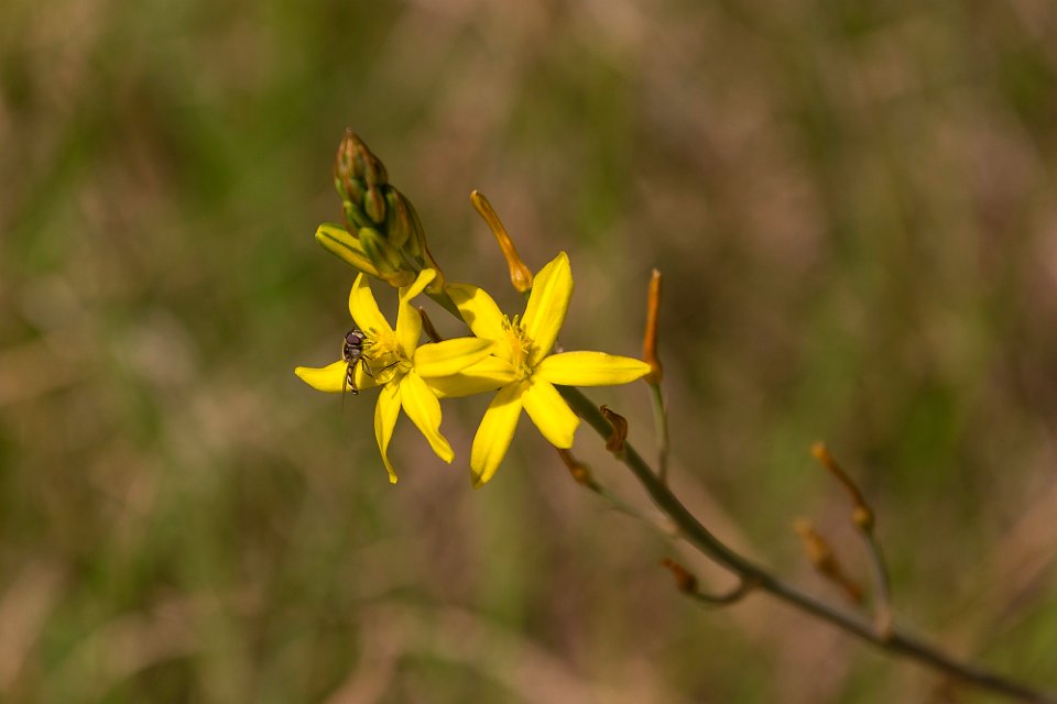 wild flower and baby hornet